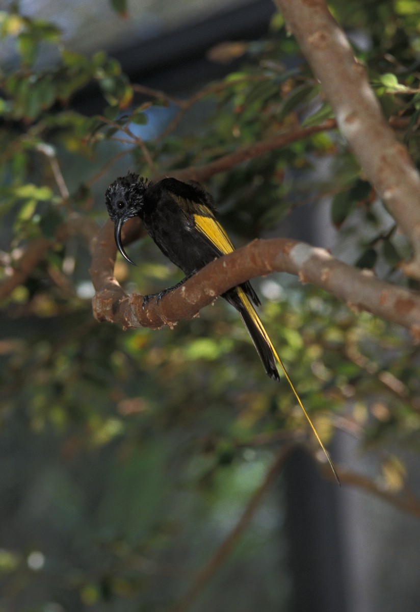 Golden-winged Sunbird - marvin hyett