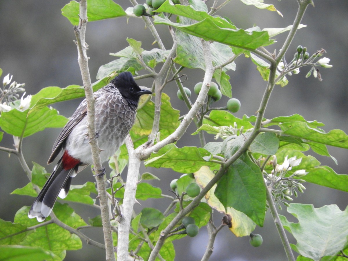 Red-vented Bulbul - ML70788631