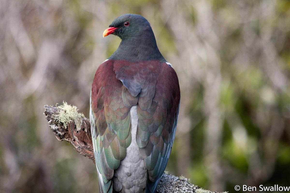 Chatham Island Pigeon - ML707889