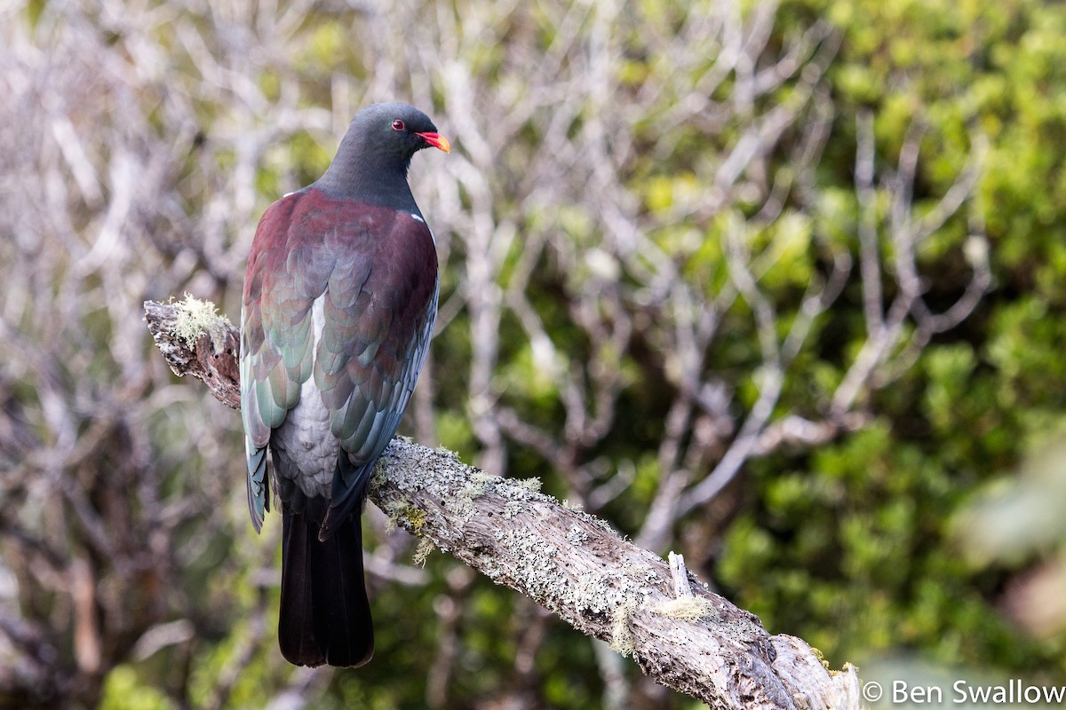 Chatham Island Pigeon - ML707890