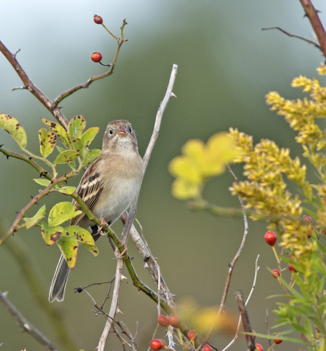 Field Sparrow - Willie D'Anna