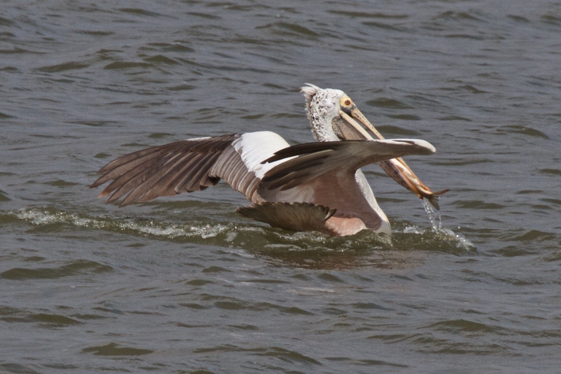 Spot-billed Pelican - Vasanthan Panchavarnam
