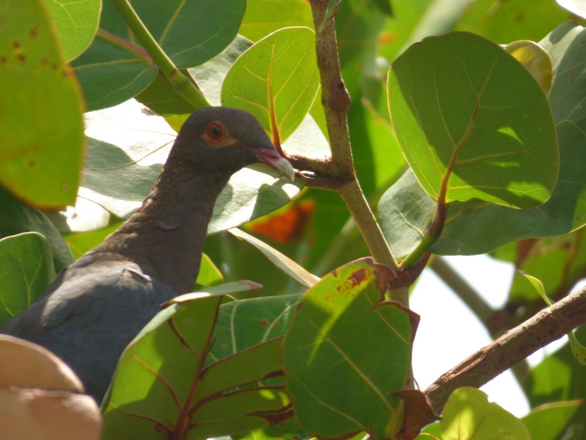 Scaly-naped Pigeon - ML70791121