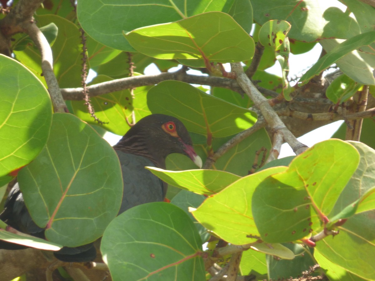 Scaly-naped Pigeon - ML70791251