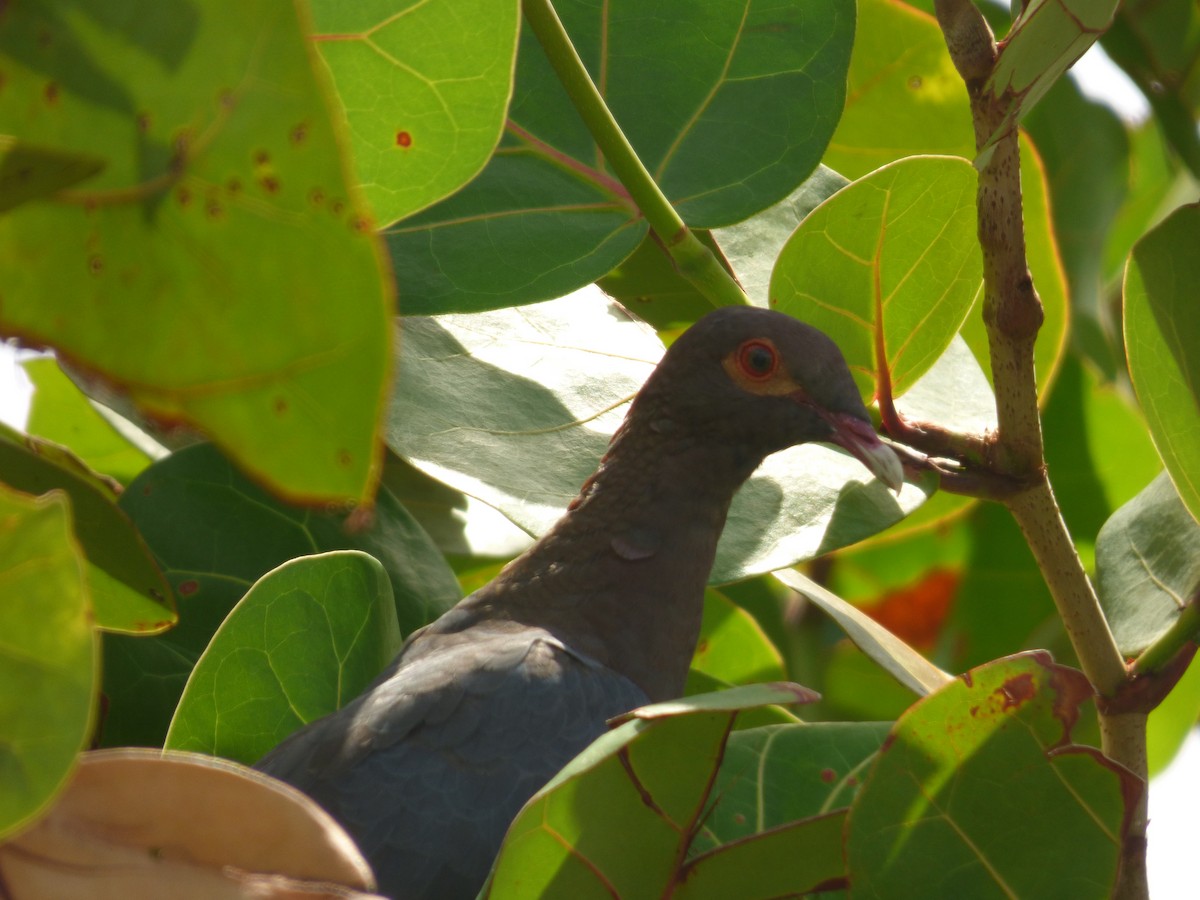 Scaly-naped Pigeon - ML70791401