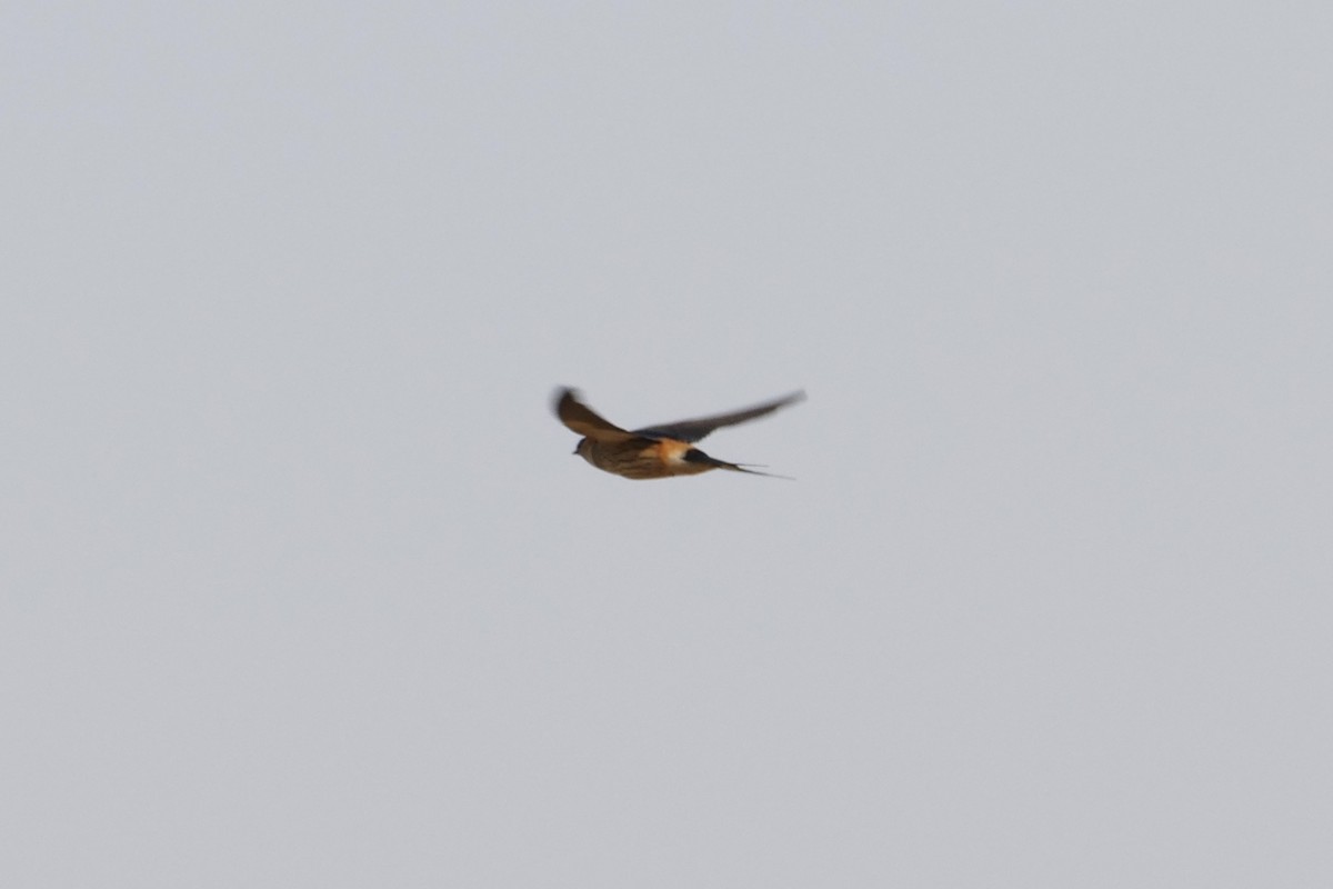 Greater Striped Swallow - ML70792271