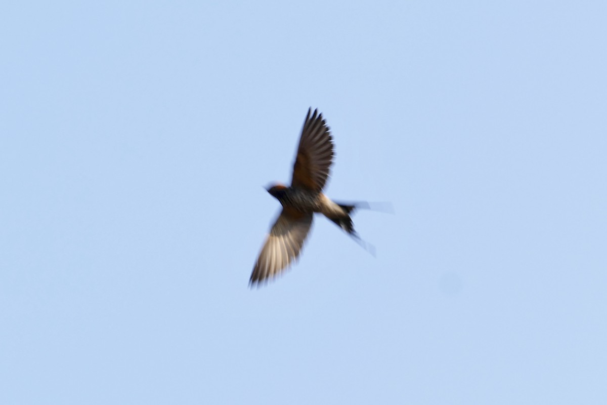 Lesser Striped Swallow - ML70792321