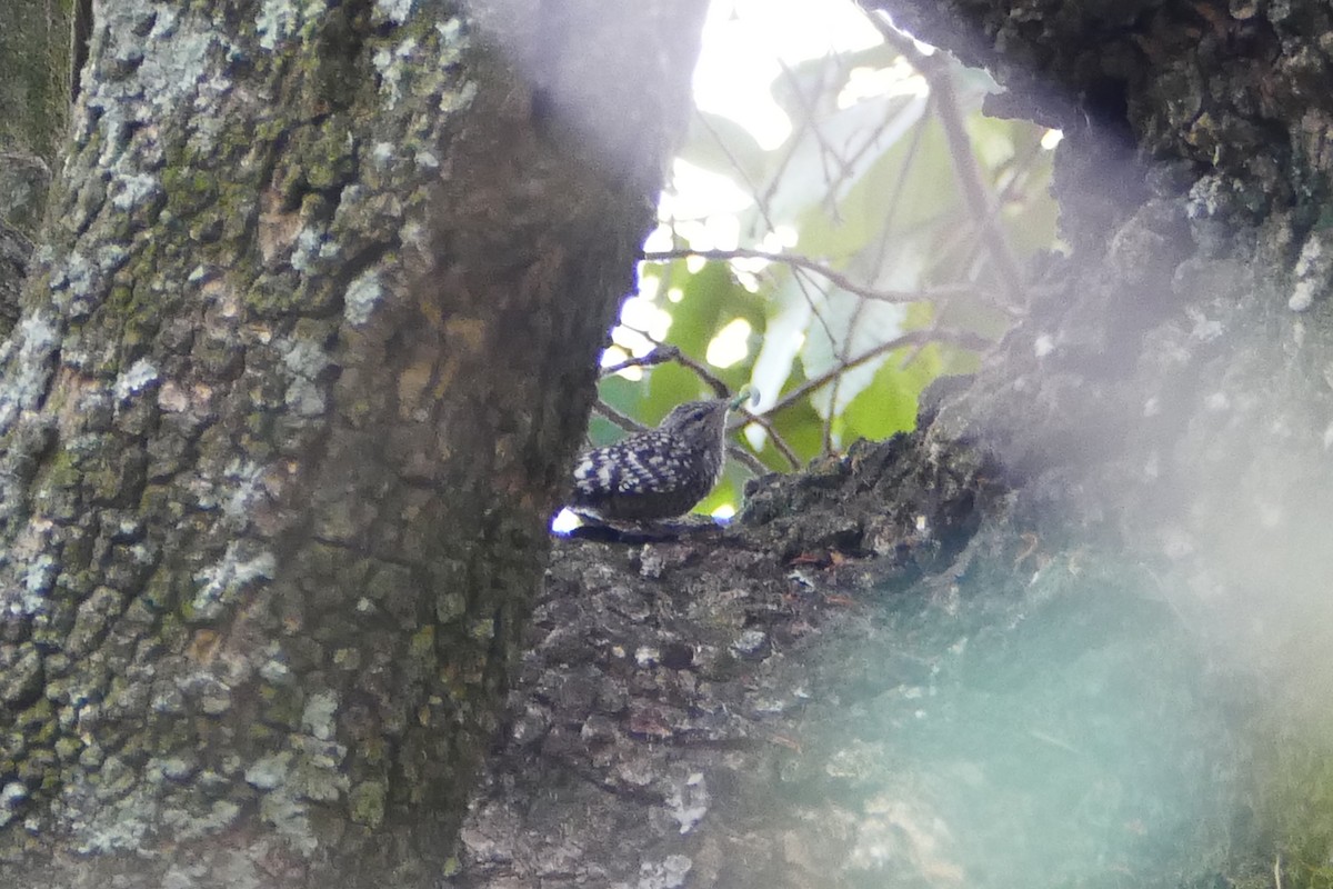 African Spotted Creeper - ML70792401