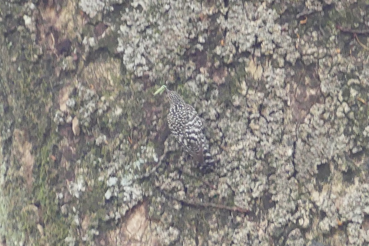 African Spotted Creeper - ML70792411