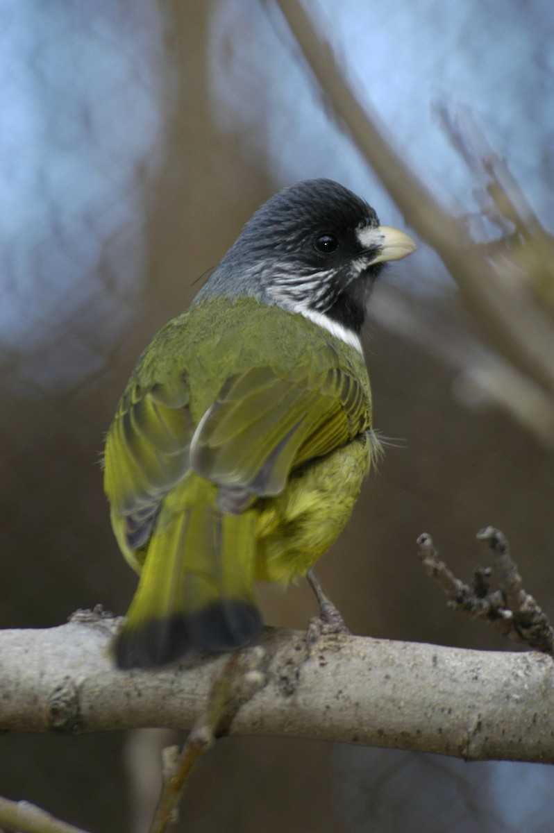 Collared Finchbill - marvin hyett