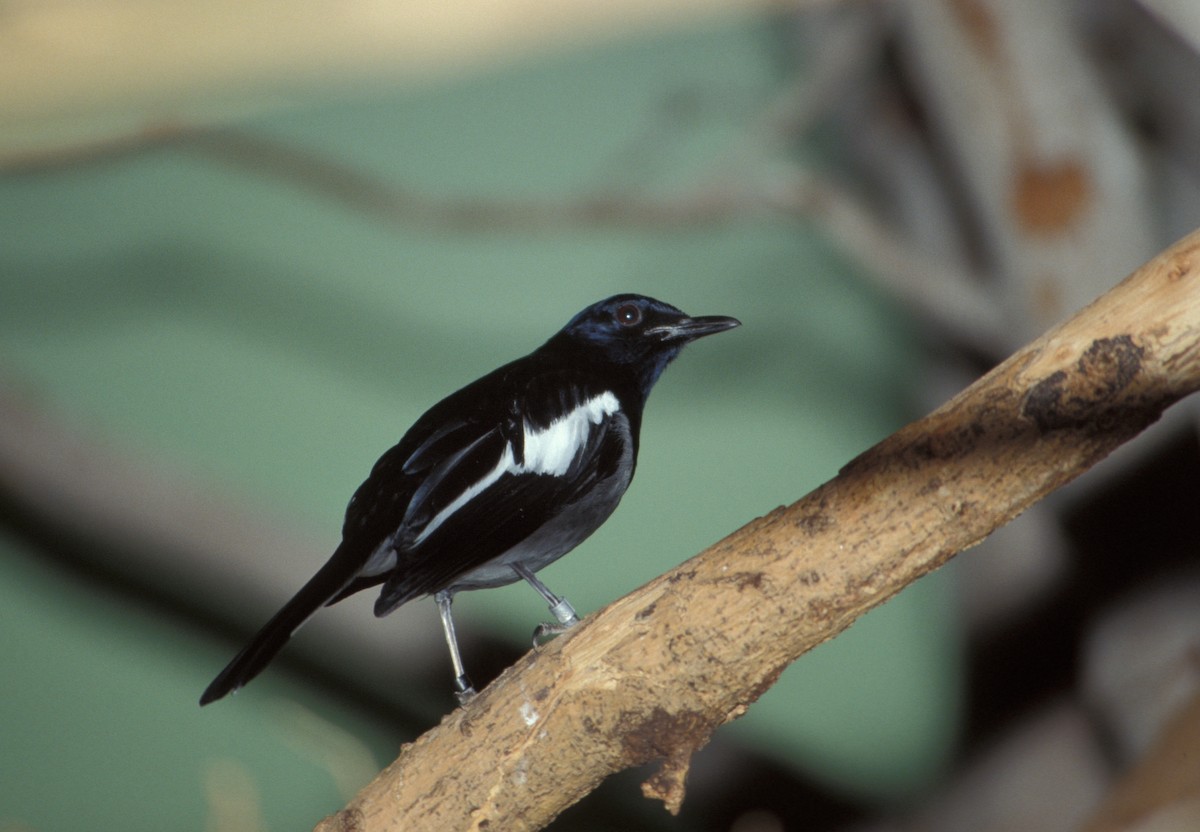 Oriental Magpie-Robin (Black) - marvin hyett