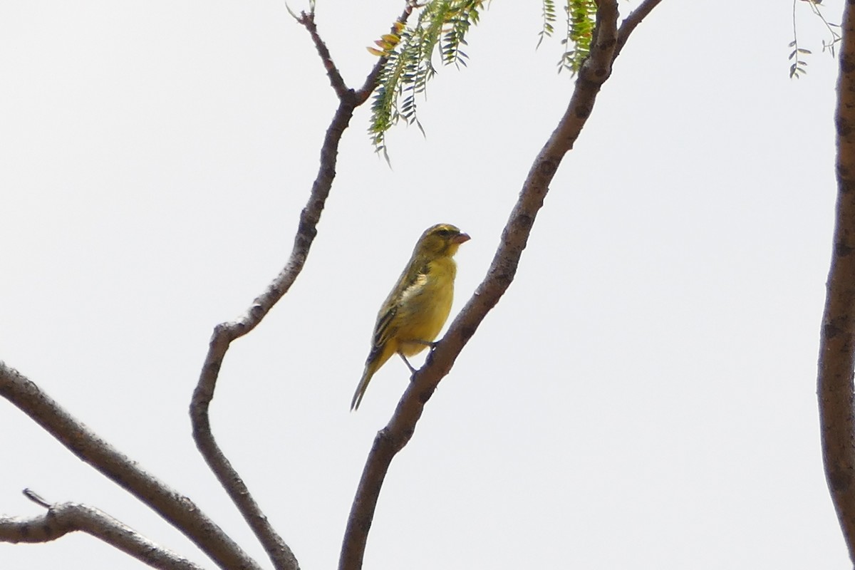 Yellow-crowned Canary - ML70793451