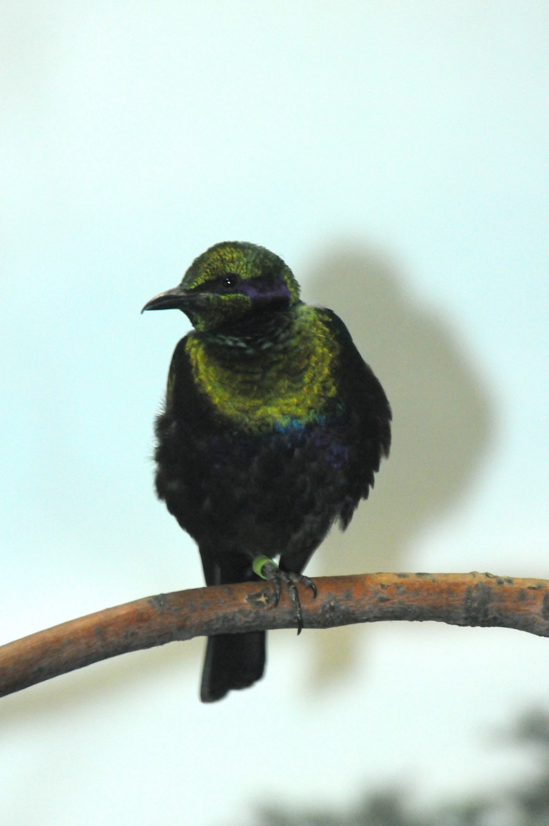 Emerald Starling - marvin hyett