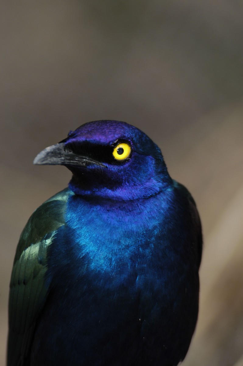 Purple Starling - marvin hyett