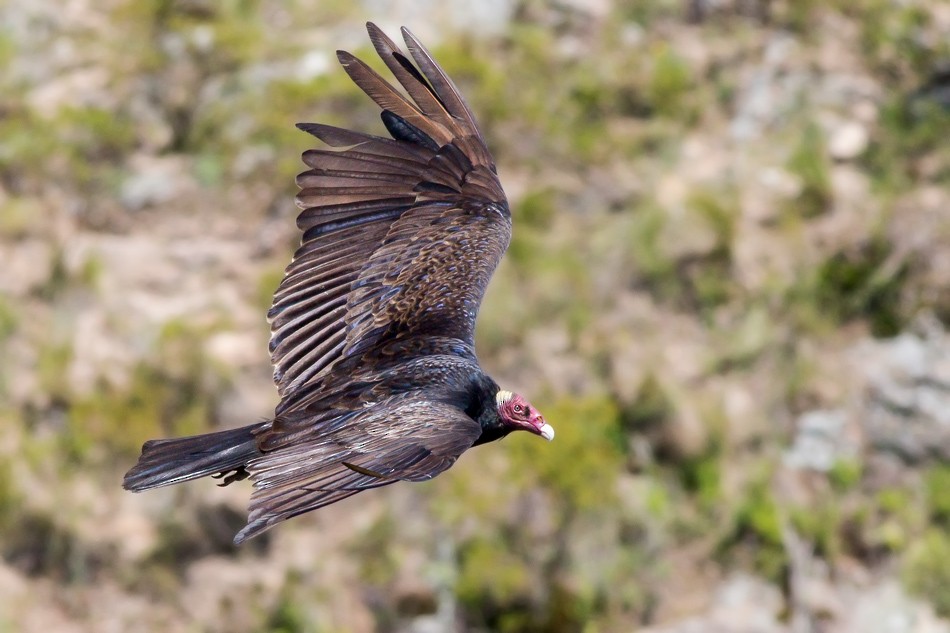 Turkey Vulture - Jorge Claudio Schlemmer