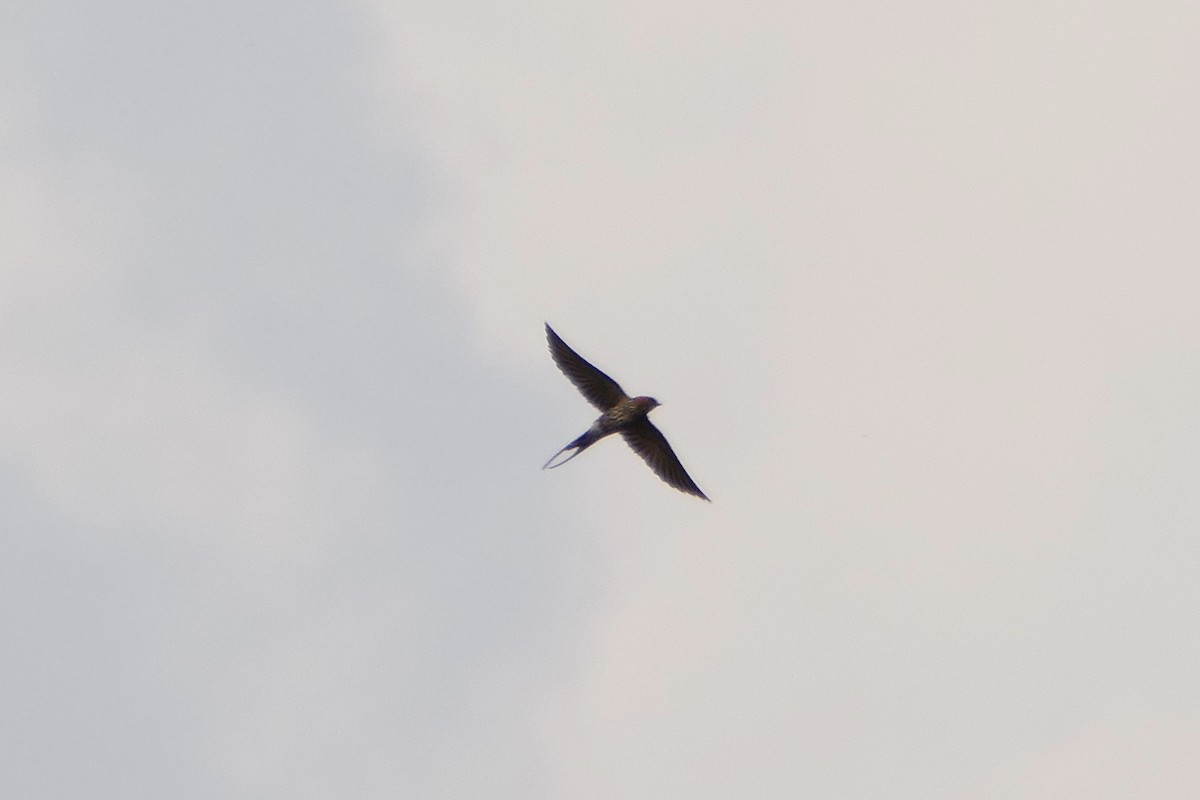 Lesser Striped Swallow - ML70795301