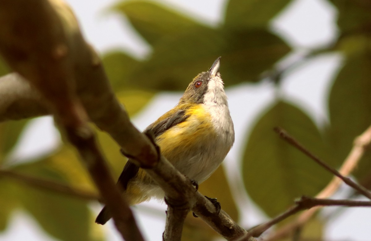 Yellow-sided Flowerpecker - John Drummond