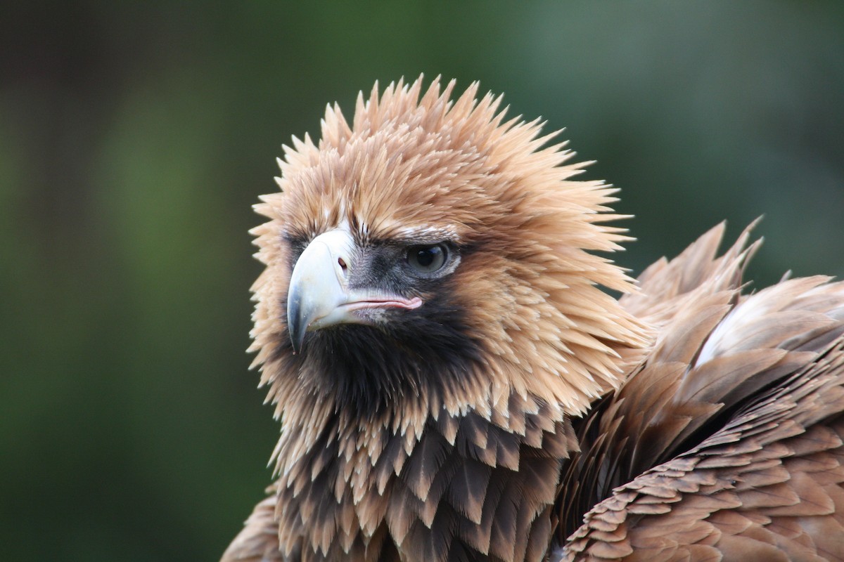 Wedge-tailed Eagle - mark broomhall