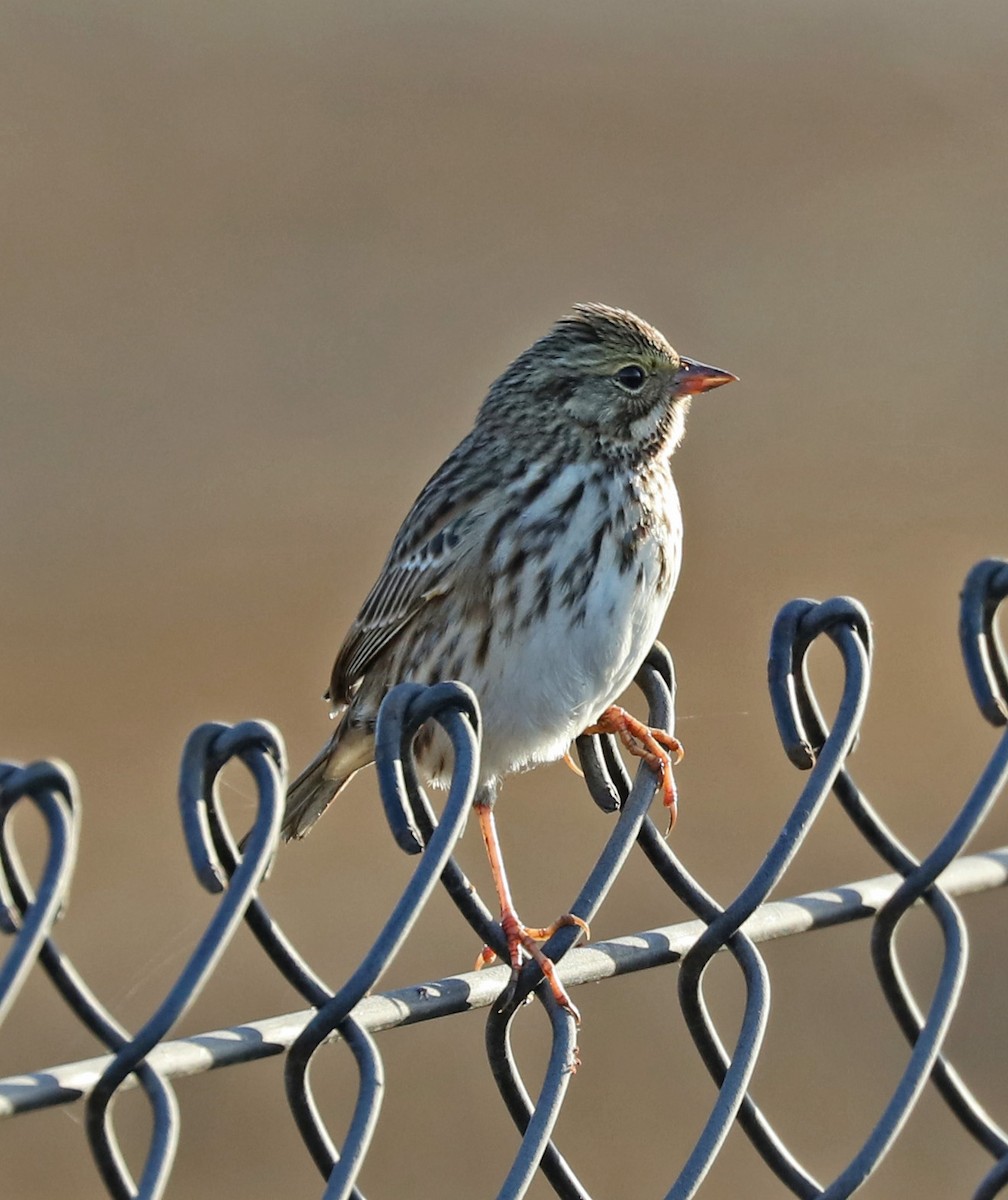 Savannah Sparrow - ML70795761