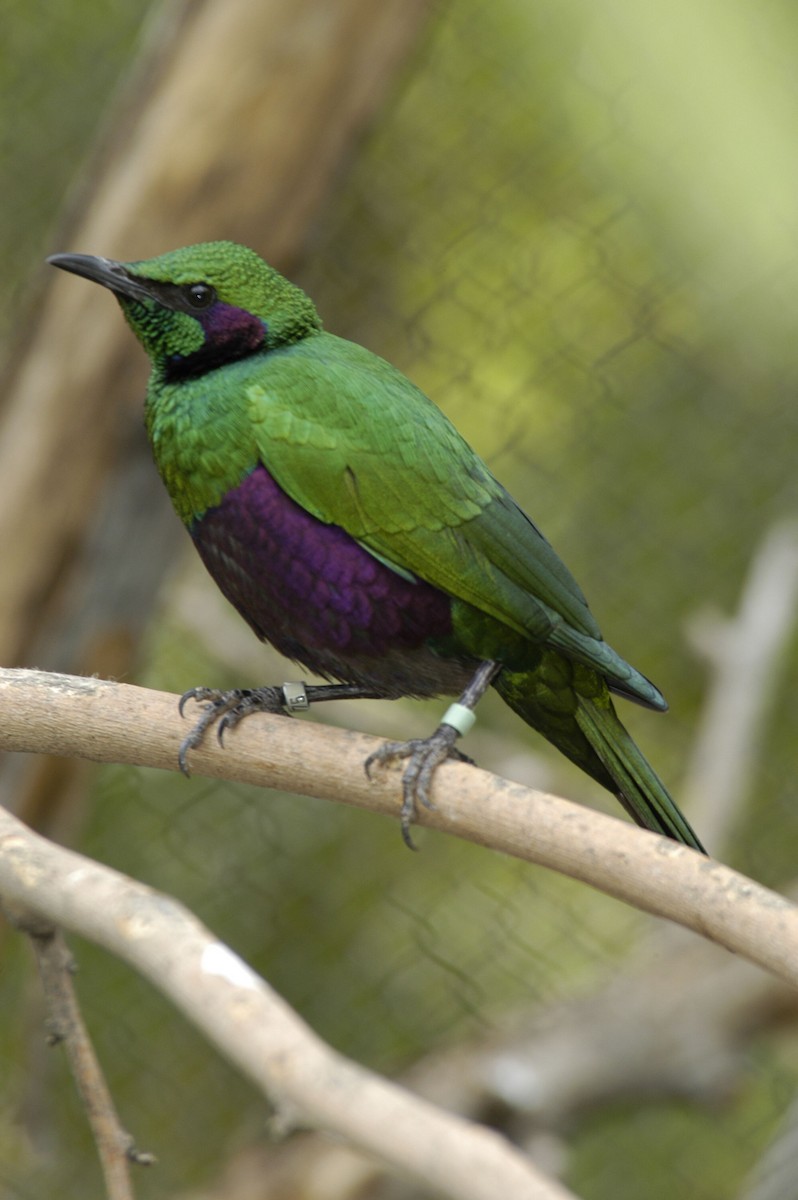 Emerald Starling - marvin hyett