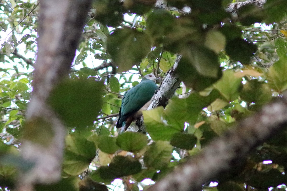 White-bellied Imperial-Pigeon - ML70796281