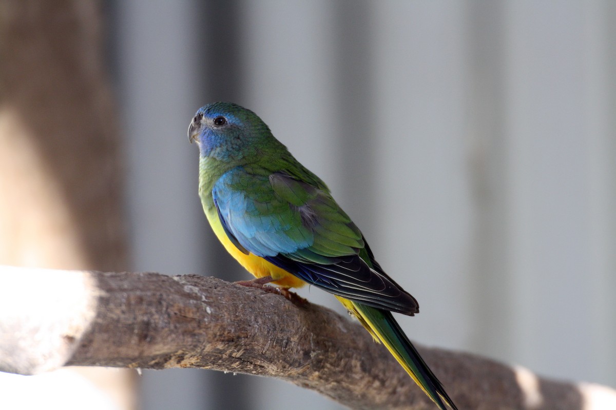 Turquoise Parrot - mark broomhall