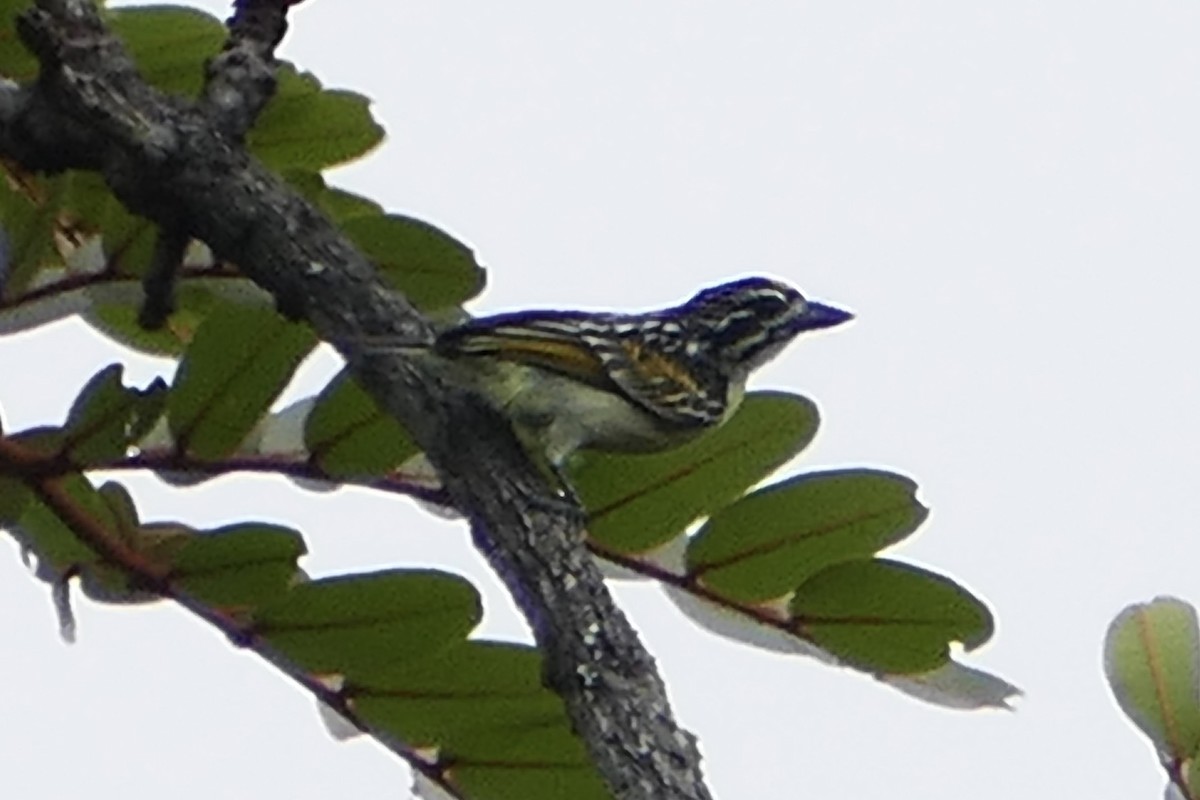 Yellow-fronted Tinkerbird - ML70796891