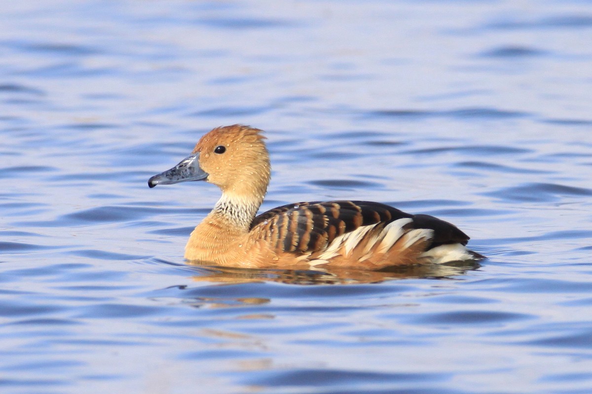 Fulvous Whistling-Duck - ML70797281