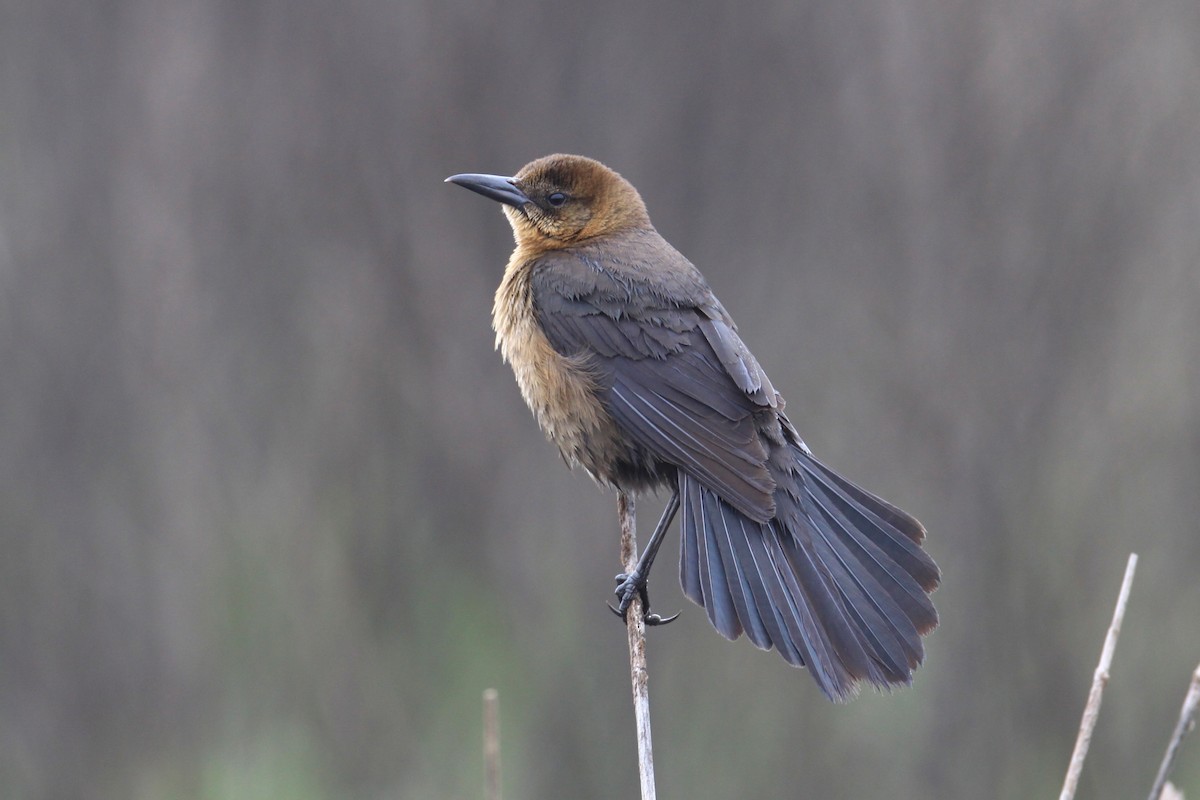 Boat-tailed Grackle - ML70797501