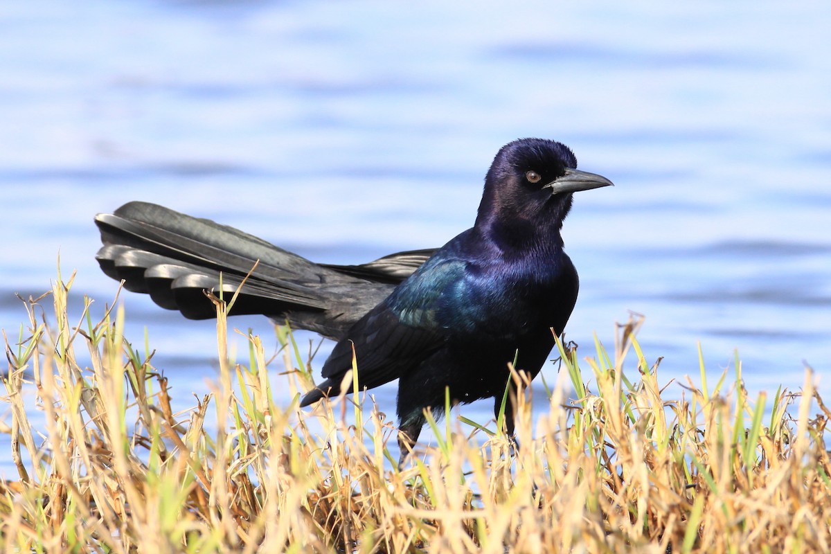 Boat-tailed Grackle - ML70797561