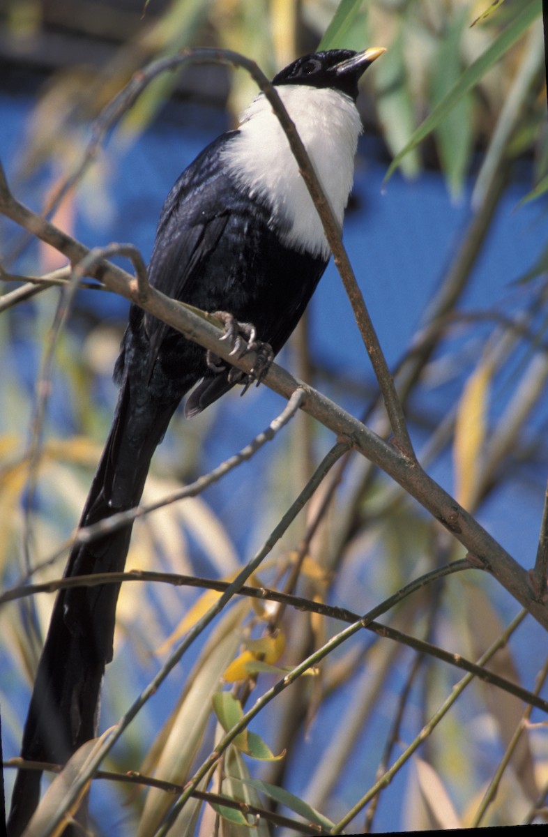 White-necked Myna (Southern) - marvin hyett