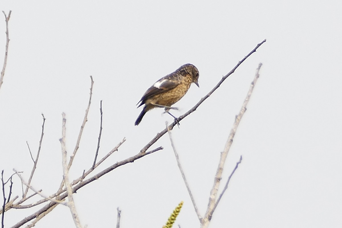 African Stonechat - ML70798151