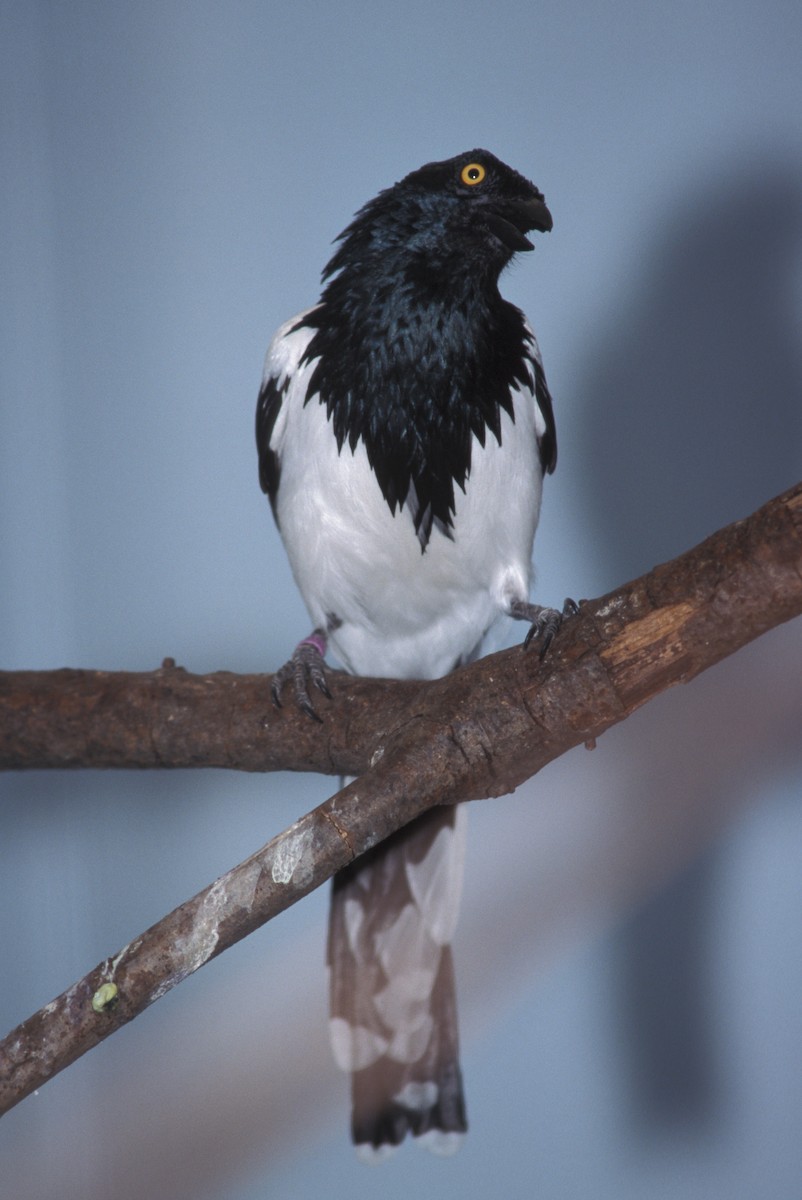 Magpie Tanager - marvin hyett