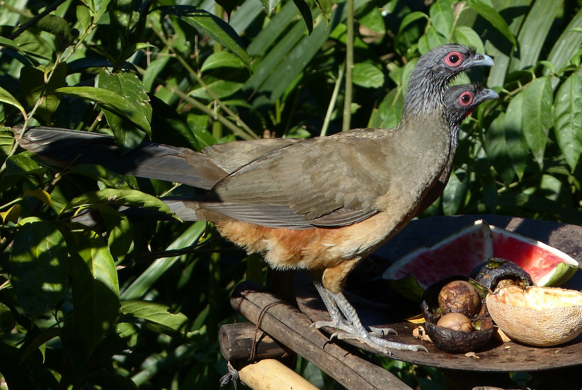 West Mexican Chachalaca - ML70799361