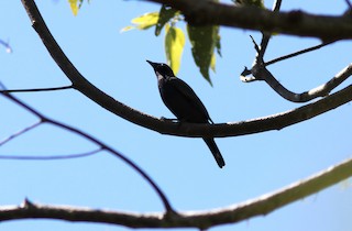  - Sulawesi Cicadabird