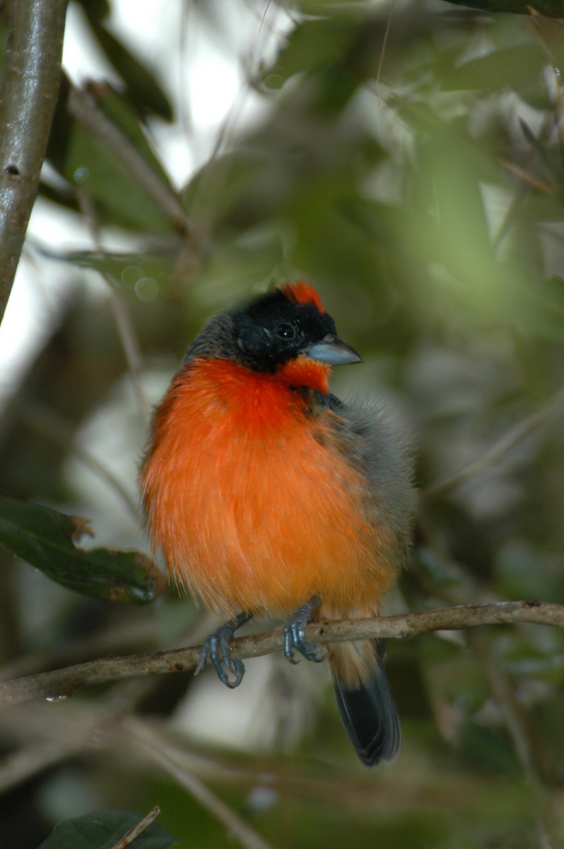 Crimson-breasted Finch - marvin hyett