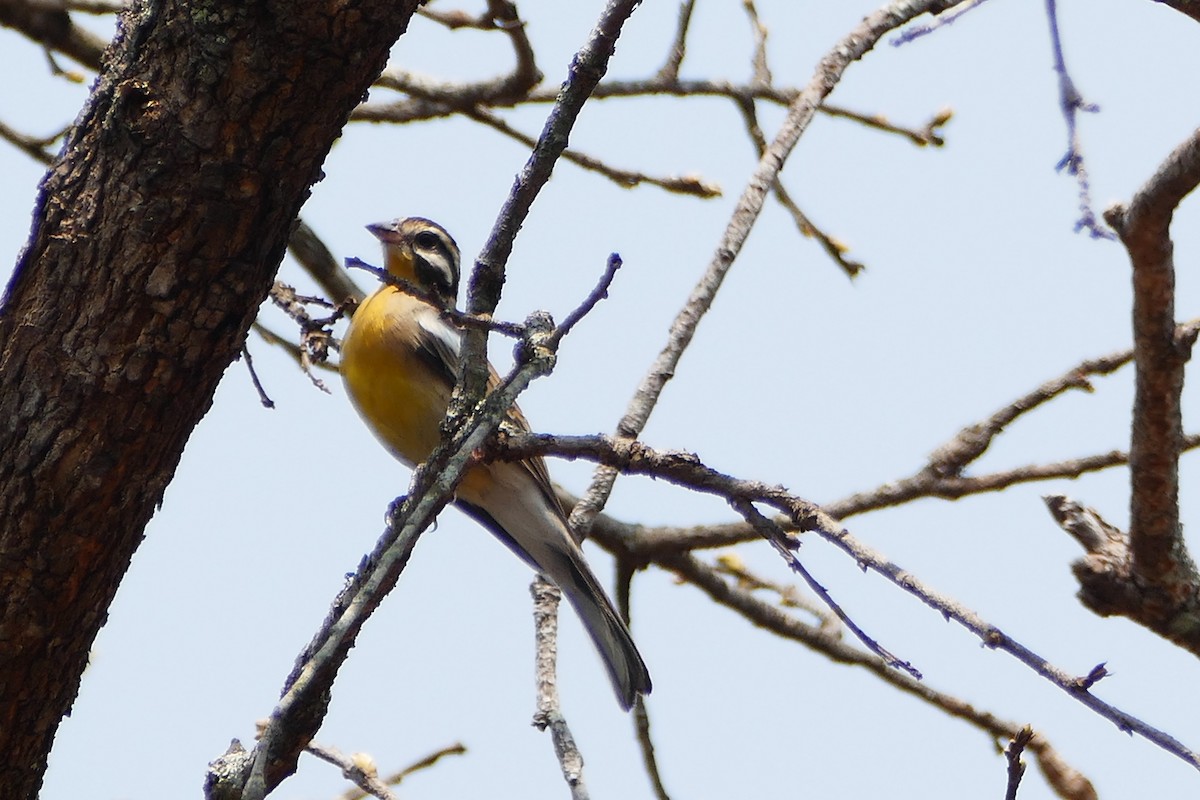 Golden-breasted Bunting - ML70799611
