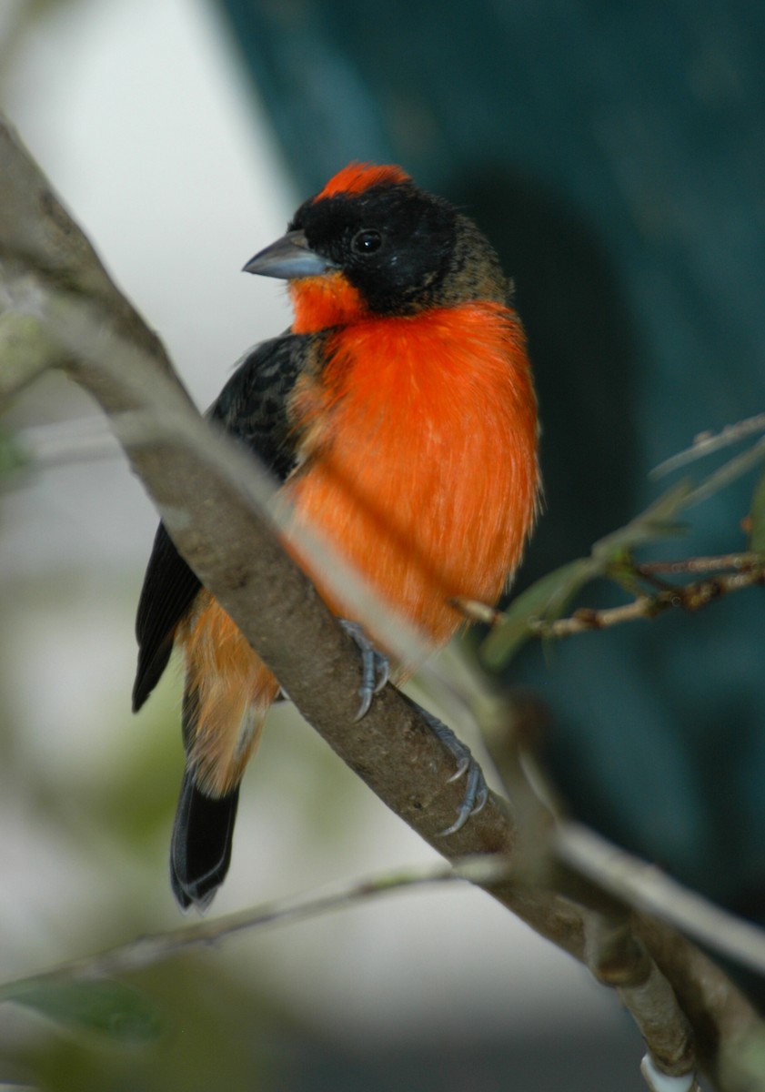 Crimson-breasted Finch - marvin hyett