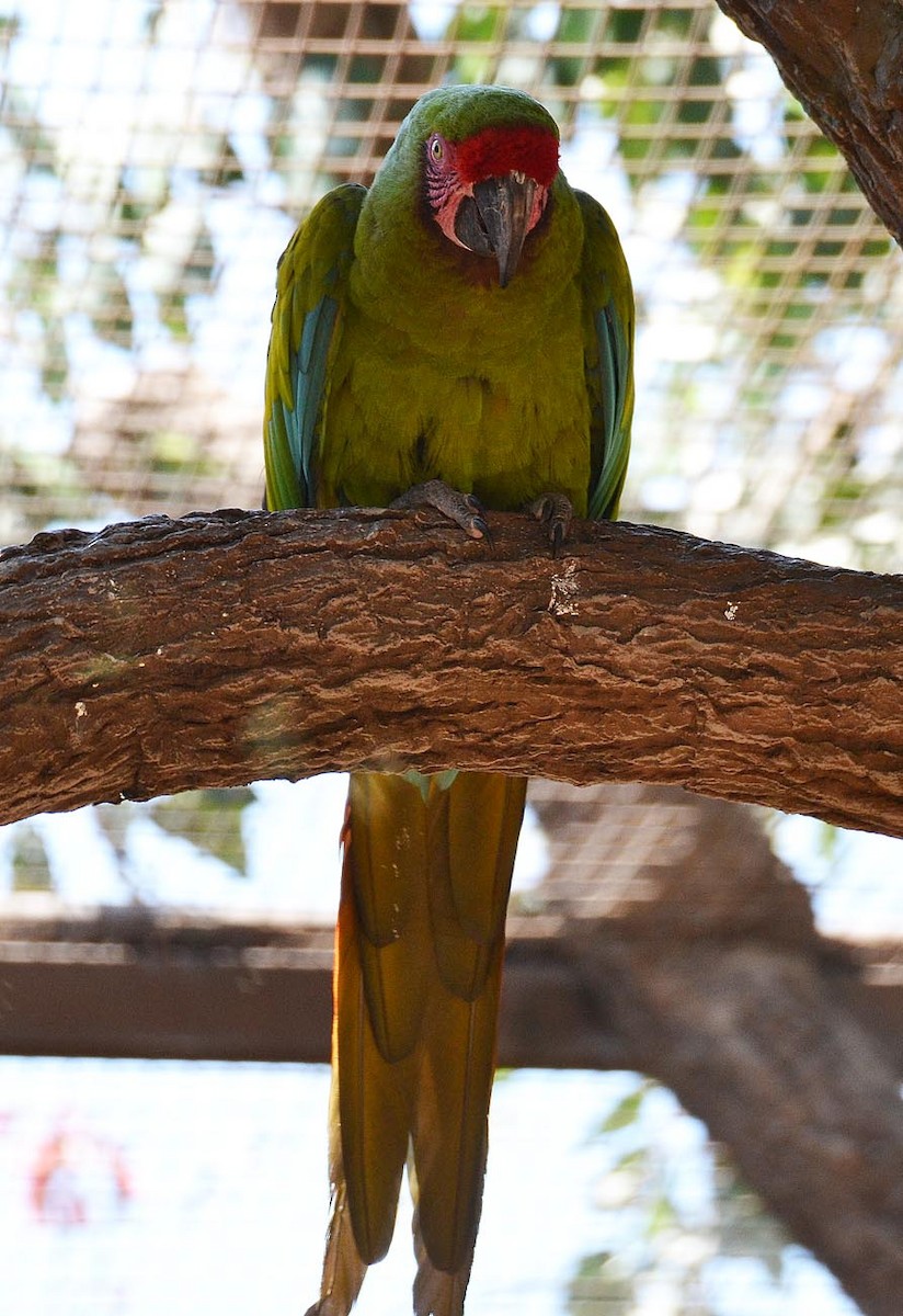 Military Macaw - A Emmerson