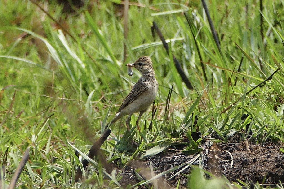 African Pipit - ML70800151