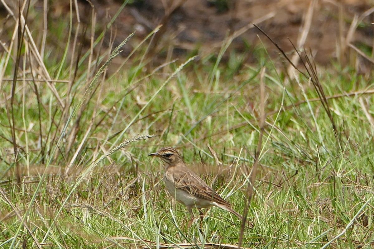 African Pipit - ML70800181