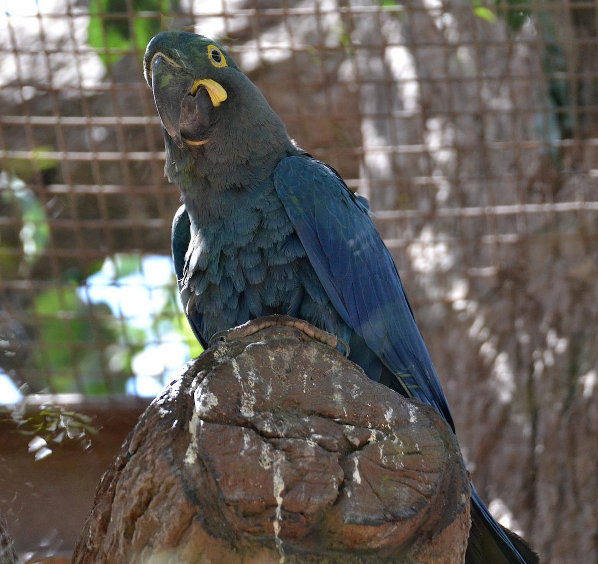 Indigo Macaw - A Emmerson