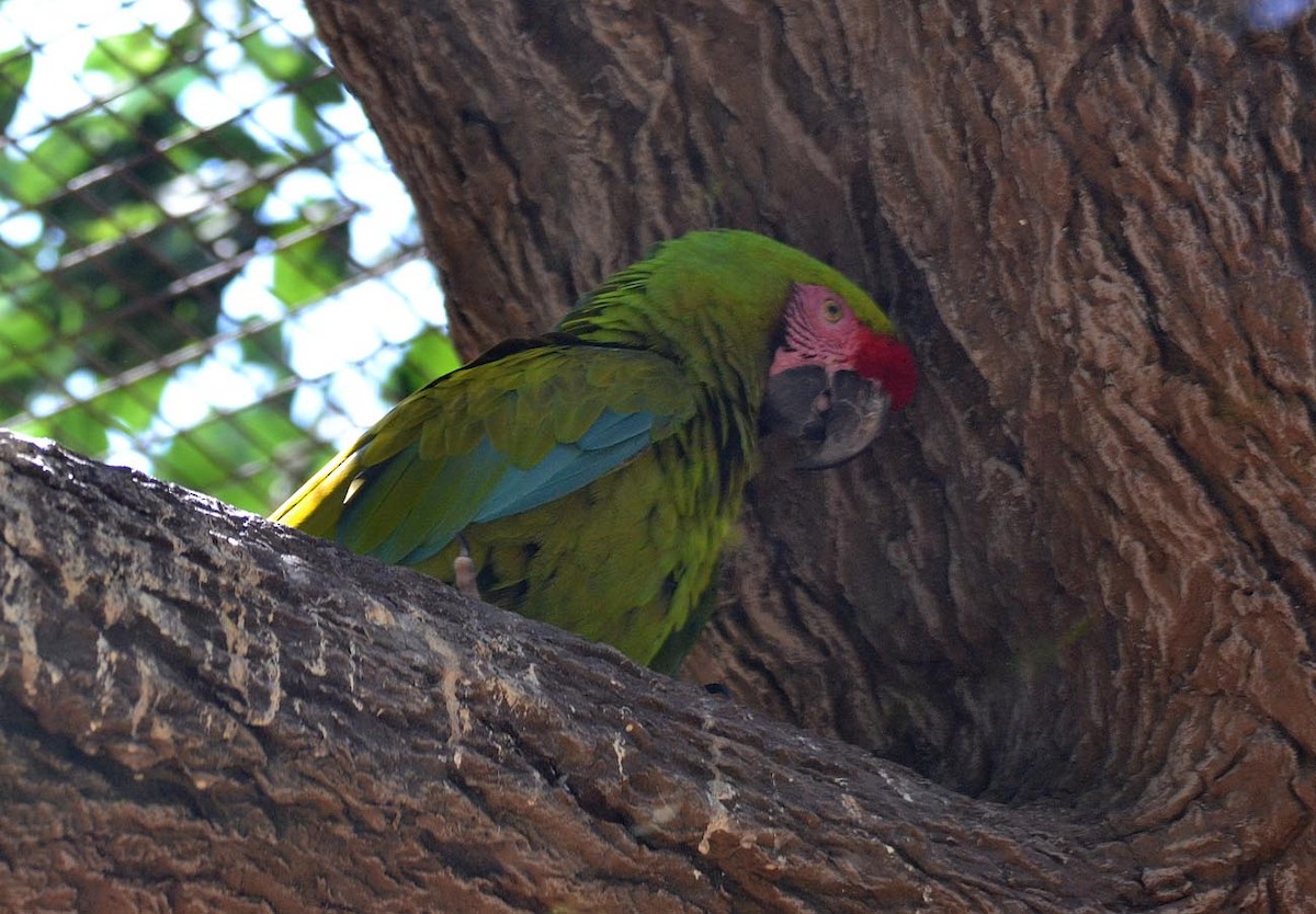 Great Green Macaw - A Emmerson