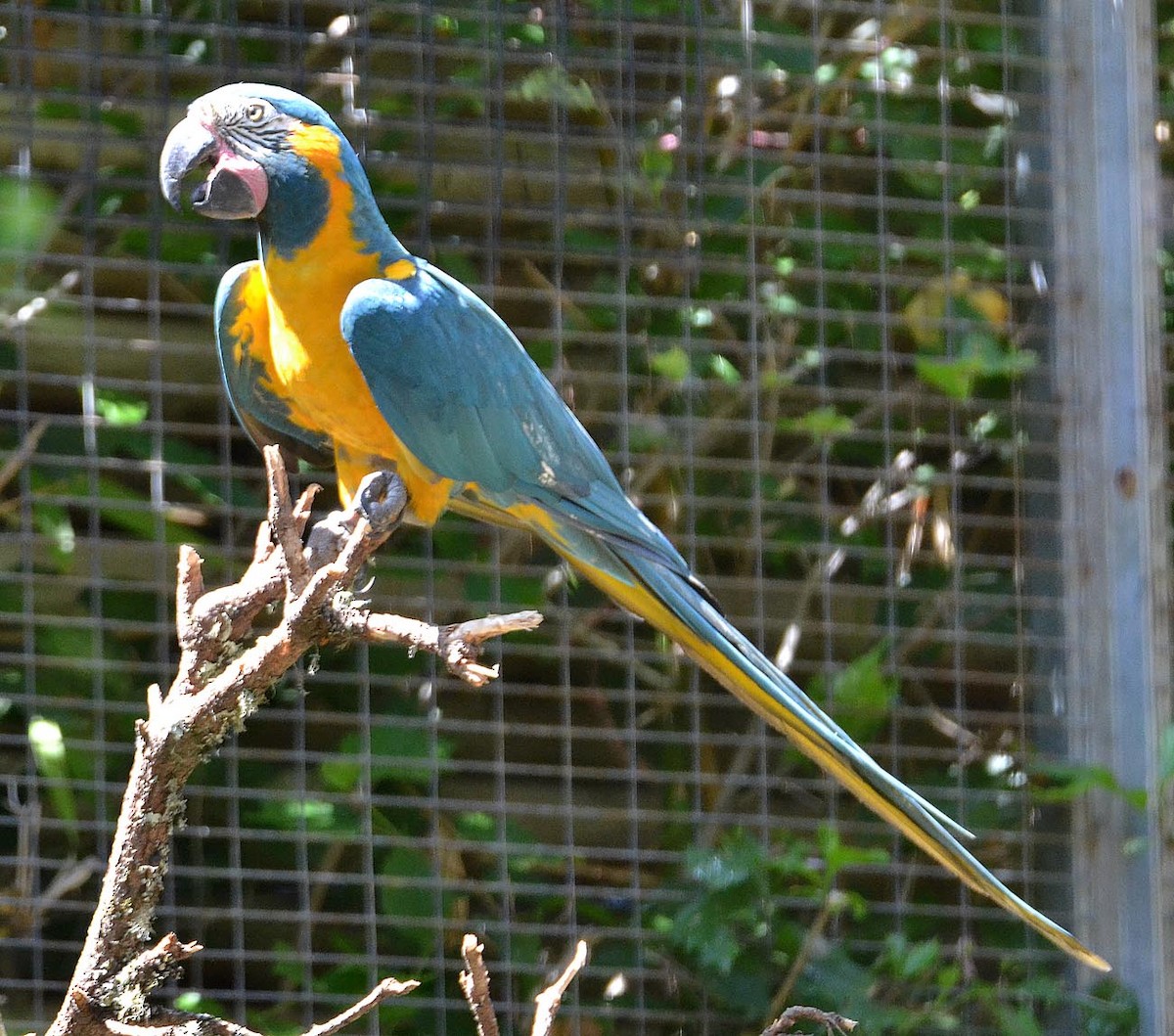 Blue-throated Macaw - A Emmerson