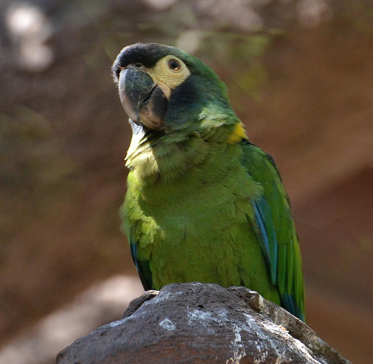 Yellow-collared Macaw - A Emmerson