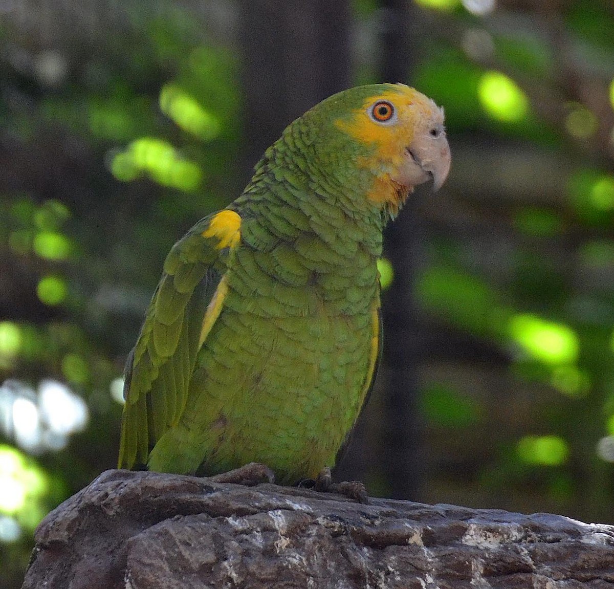 Yellow-shouldered Parrot - A Emmerson