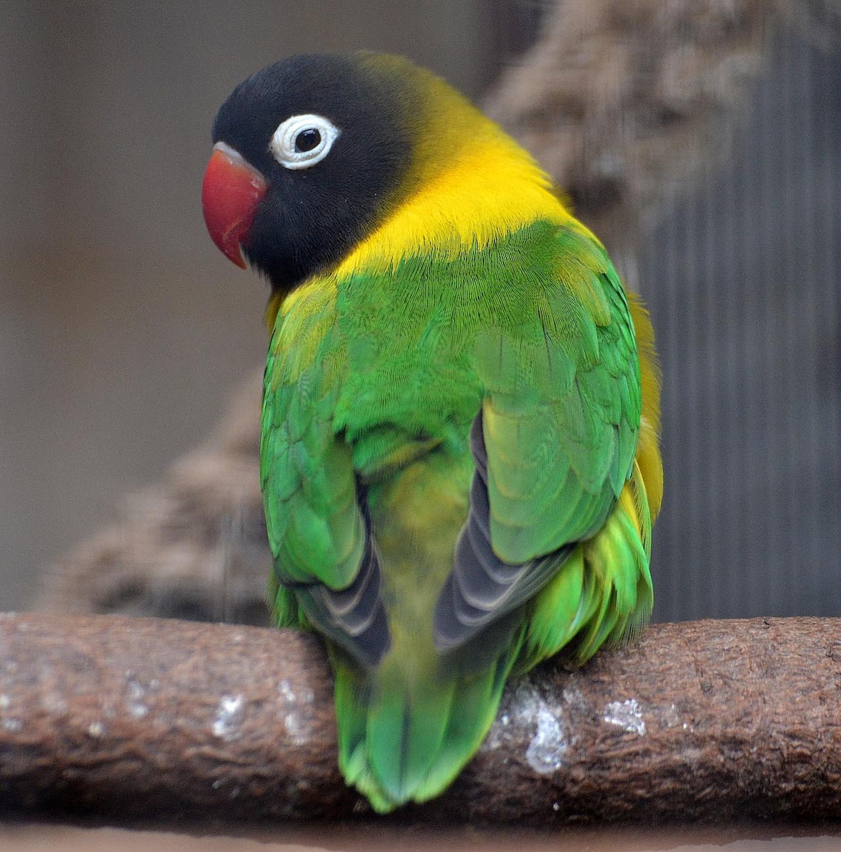 Yellow-collared Lovebird - A Emmerson