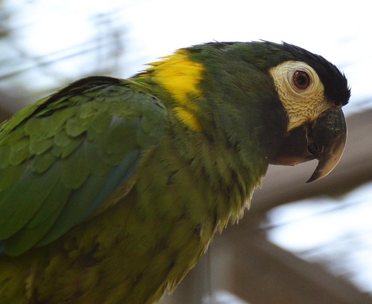 Yellow-collared Macaw - A Emmerson