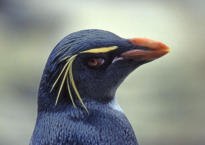 Southern Rockhopper Penguin - raniero massoli novelli