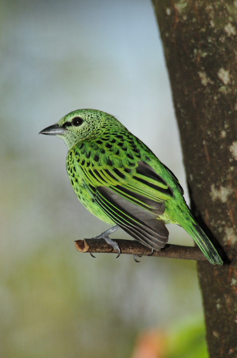 Spotted Tanager - marvin hyett
